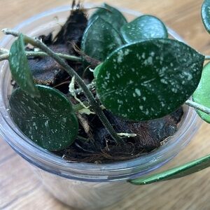 Hoya Mathilde Splash, rooted